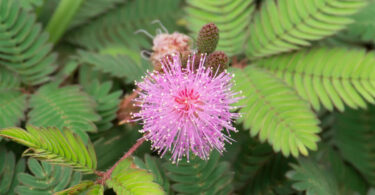 Gros plan sur les feuilles délicates du Mimosa pudica se repliant sur elles-mêmes après avoir été touchées