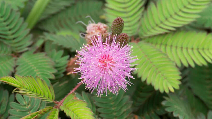 Gros plan sur les feuilles délicates du Mimosa pudica se repliant sur elles-mêmes après avoir été touchées