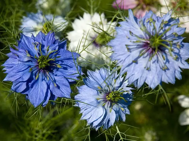 plantes qui se ressèment seules