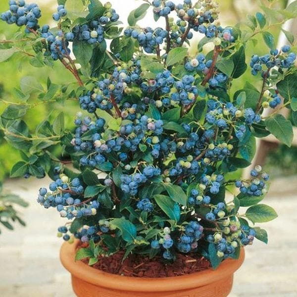 Cultiver des Myrtilles à partir de Fruits Achetés : 5 Étapes Faciles pour Réussir ! 2 Cultiver des Myrtilles à partir de Fruits Achetés