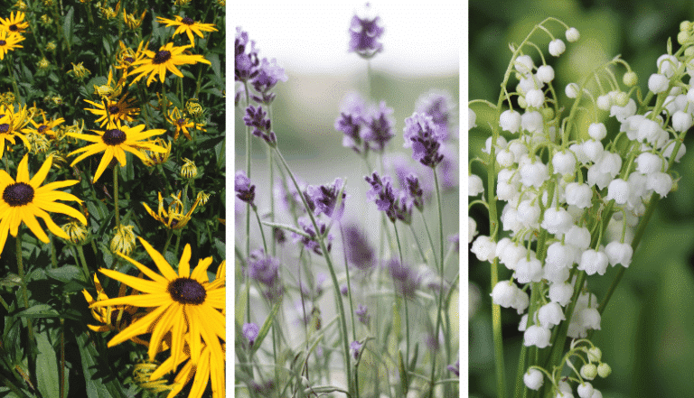 Parterre de fleurs vivaces à floraison longue en plein été