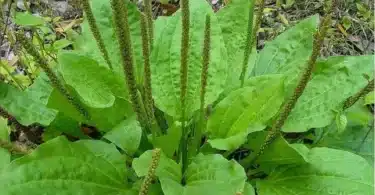 Le Plantain