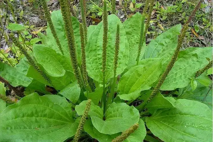 Le Plantain