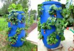 Une tour à fraises DIY fabriquée maison, pleine de fraisiers en bonne santé et de fruits rouges mûrs, optimisant l'espace de culture.