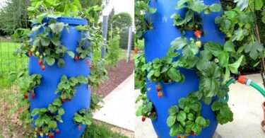 Une tour à fraises DIY fabriquée maison, pleine de fraisiers en bonne santé et de fruits rouges mûrs, optimisant l'espace de culture.