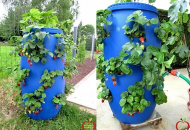 Une tour à fraises DIY fabriquée maison, pleine de fraisiers en bonne santé et de fruits rouges mûrs, optimisant l'espace de culture.