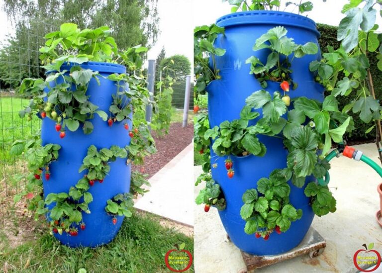 Une tour à fraises DIY fabriquée maison, pleine de fraisiers en bonne santé et de fruits rouges mûrs, optimisant l'espace de culture.