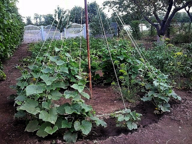 Culture des Concombres en Chevrons : 7 Bénéfices Incroyables pour Votre Potager 2 Concombres en Chevrons