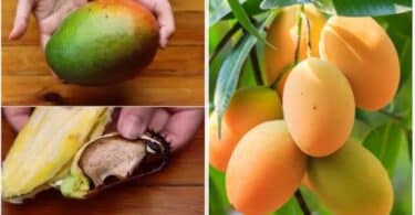 Noyau de mangue en germination pour faire pousser un manguier