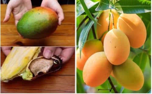 Noyau de mangue en germination pour faire pousser un manguier