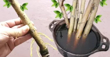 Instruction incluse pour ajouter une image avec l'alt text : "Bouturage facile d'une plante avec un ingrédient naturel comme le miel."