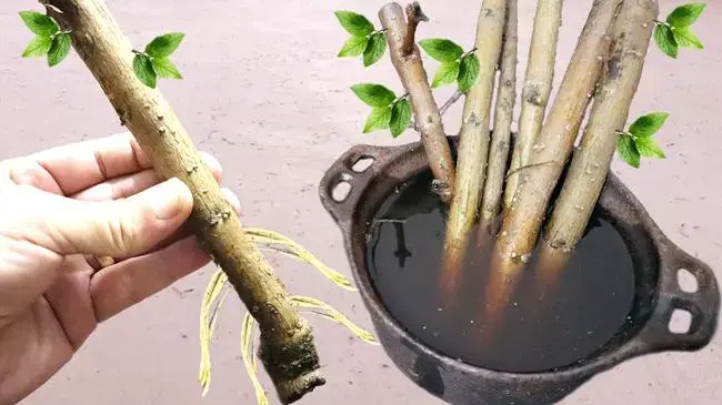 Bouturage Facile : La Méthode Miraculeuse avec 1 Seul Ingrédient pour Réussir 99% de Vos Boutures ! 2 Instruction incluse pour ajouter une image avec l'alt text : "Bouturage facile d'une plante avec un ingrédient naturel comme le miel."