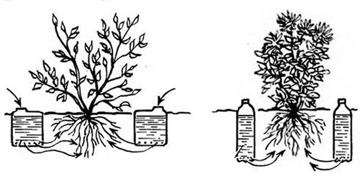 Arrosage Bouteille Plastique