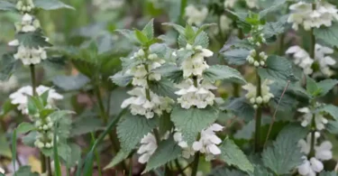 Lamier blanc