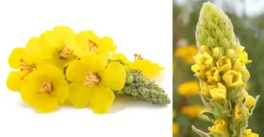 fleurs de molène séchées pour infusion