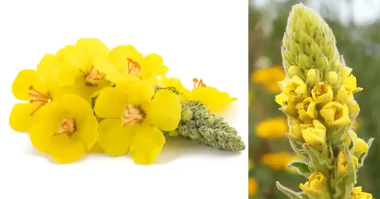 fleurs de molène séchées pour infusion
