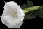 Datura