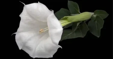 Datura