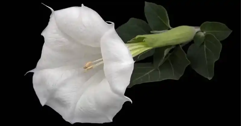 Datura