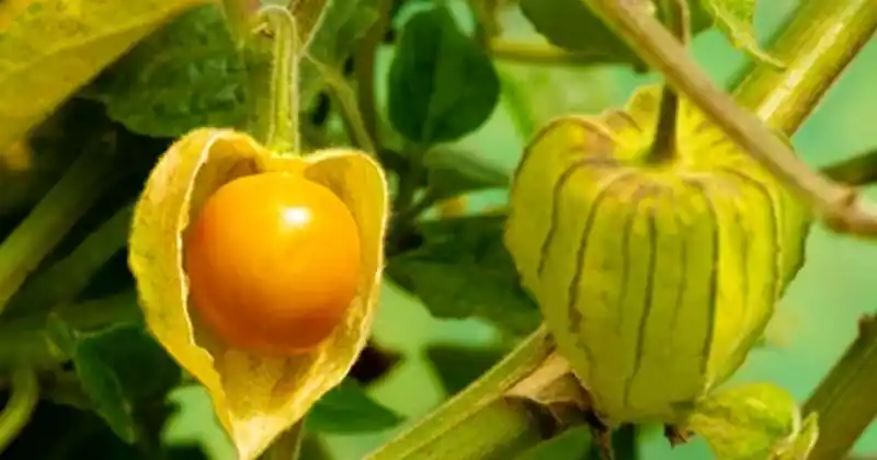 Coqueret du Pérou (Physalis) : Bienfaits, Recettes et Culture de l'Amour en Cage 3 Coqueret du Pérou