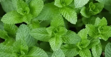 bienfaits de la menthe
