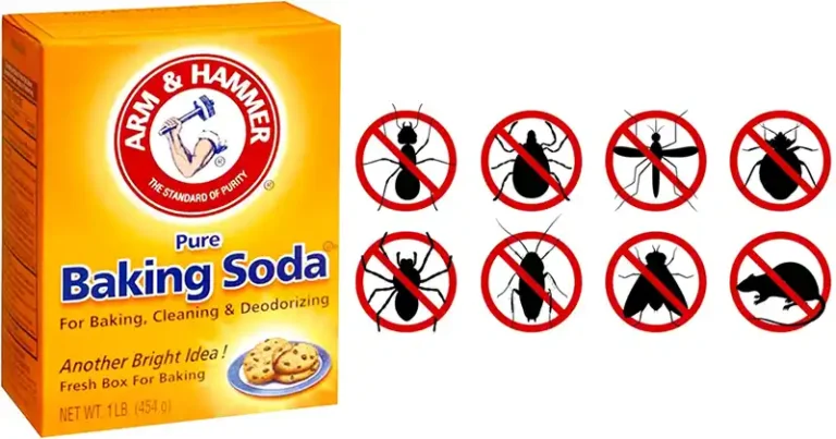 Bicarbonate de Soude au Jardin : L’Astuce Naturelle et Économique Contre Pucerons, Mildiou et Limaces ?