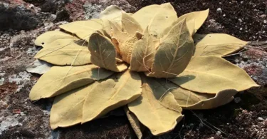 Feuilles de Mullein