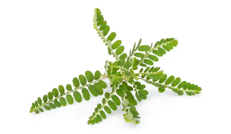 25 Bienfaits Révélés du Casse-pierre (Phyllanthus niruri) & Comment l'Utiliser Efficacement 3 Plante Casse-pierre (Phyllanthus niruri) fraîche, illustrant ses nombreux bienfaits pour la santé rénale et hépatique
