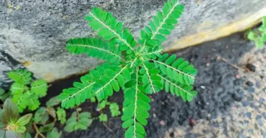 Plante Casse-pierre (Phyllanthus niruri) fraîche, illustrant ses nombreux bienfaits pour la santé rénale et hépatique