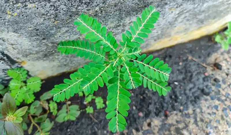 Plante Casse-pierre (Phyllanthus niruri) fraîche, illustrant ses nombreux bienfaits pour la santé rénale et hépatique