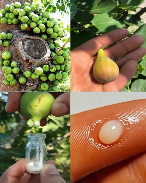 Goutte laiteuse de sève de figuier fraîchement extraite d'une branche de figuier