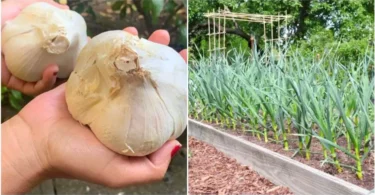 Fertilisation ail experte résultant en des bulbes d'ail géants et sains