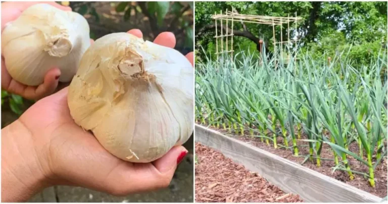 Fertilisation ail experte résultant en des bulbes d'ail géants et sains