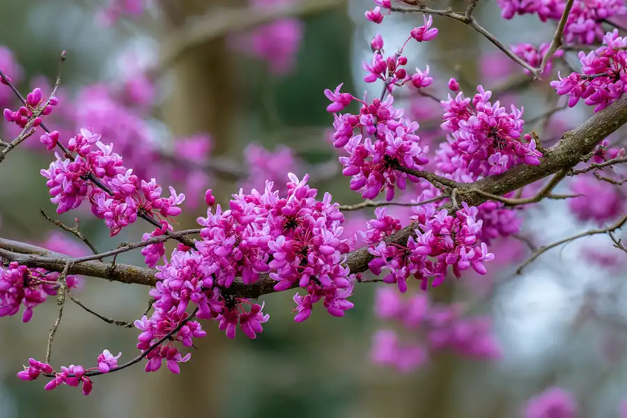 Gainier du Canada (Cercis canadensis) : Le Guide Complet 2025 des Bienfaits et Usages Fascinants 2 Magnifique floraison rose pourpre du Gainier du Canada (Cercis canadensis) au printemps, un arbre aux multiples bienfaits