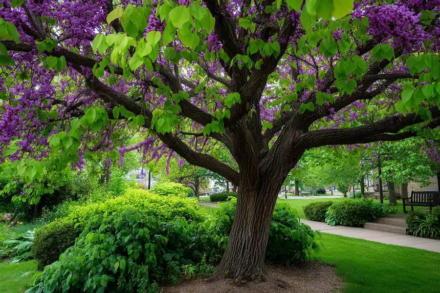 Gainier du Canada (Cercis canadensis) : Le Guide Complet 2025 des Bienfaits et Usages Fascinants 3 Magnifique floraison rose pourpre du Gainier du Canada (Cercis canadensis) au printemps, un arbre aux multiples bienfaits