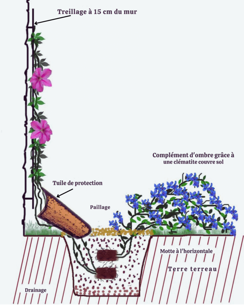 Clématites : 7 Secrets Incontournables pour une Plantation et Floraison Éblouissante 2 Magnifiques Clématites violettes et blanches en pleine floraison dans un jardin."