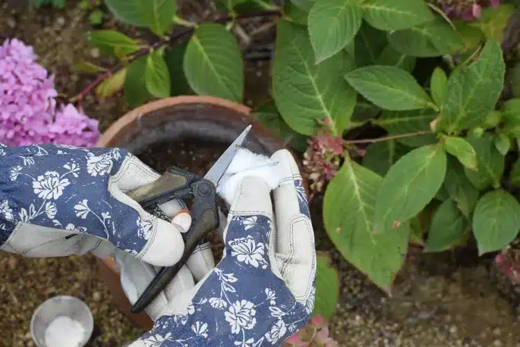 Le Guide Ultime 2025 pour Cultiver des Hortensias en Terre à Partir de Boutures de Tige 3 Jeune plant d'hortensia cultivé en terre à partir d'une bouture de tige, prêt pour la plantation