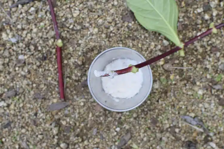 Le Guide Ultime 2025 pour Cultiver des Hortensias en Terre à Partir de Boutures de Tige 4 Jeune plant d'hortensia cultivé en terre à partir d'une bouture de tige, prêt pour la plantation