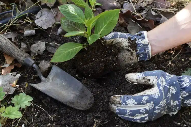 Le Guide Ultime 2025 pour Cultiver des Hortensias en Terre à Partir de Boutures de Tige 5 Jeune plant d'hortensia cultivé en terre à partir d'une bouture de tige, prêt pour la plantation