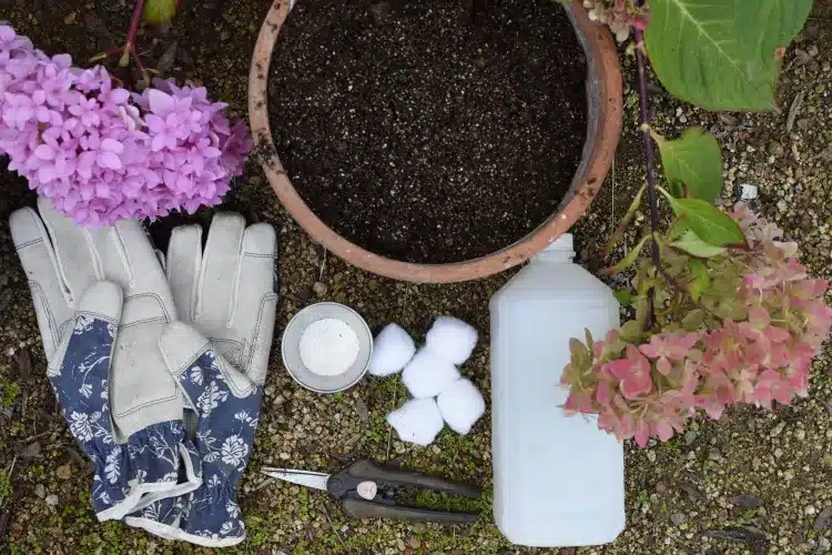Le Guide Ultime 2025 pour Cultiver des Hortensias en Terre à Partir de Boutures de Tige 2 Jeune plant d'hortensia cultivé en terre à partir d'une bouture de tige, prêt pour la plantation