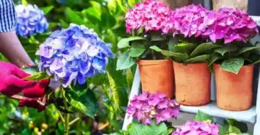 Jeune plant d'hortensia cultivé en terre à partir d'une bouture de tige, prêt pour la plantation
