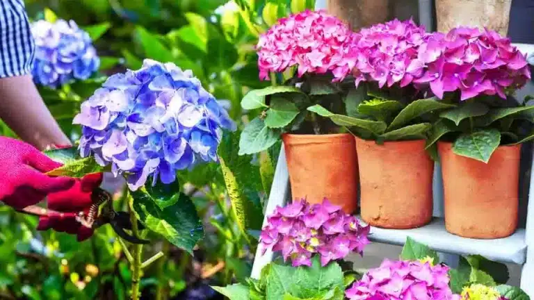 Jeune plant d'hortensia cultivé en terre à partir d'une bouture de tige, prêt pour la plantation