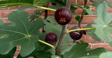 Goutte laiteuse de sève de figuier fraîchement extraite d'une branche de figuier