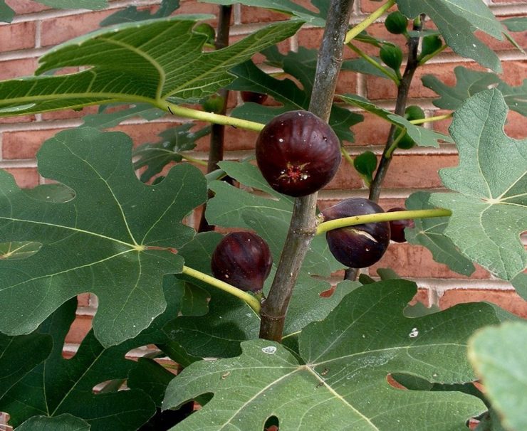 Goutte laiteuse de sève de figuier fraîchement extraite d'une branche de figuier