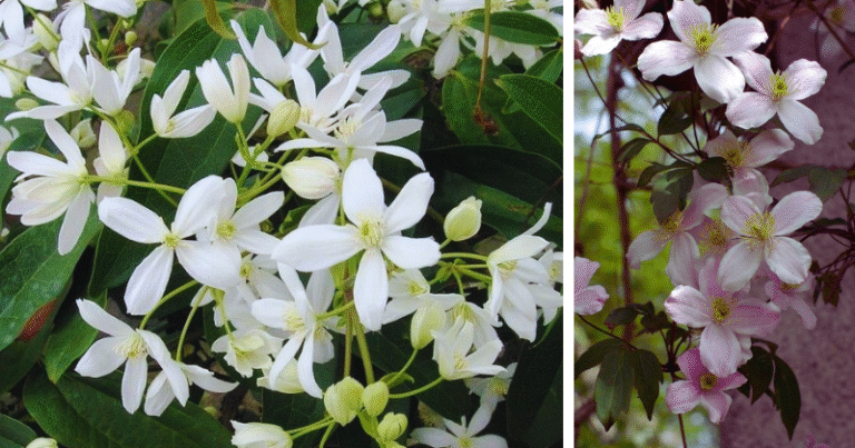 Magnifiques Clématites violettes et blanches en pleine floraison dans un jardin."