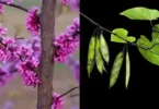 Magnifique floraison rose pourpre du Gainier du Canada (Cercis canadensis) au printemps, un arbre aux multiples bienfaits