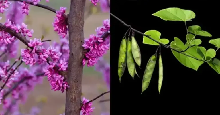 Magnifique floraison rose pourpre du Gainier du Canada (Cercis canadensis) au printemps, un arbre aux multiples bienfaits