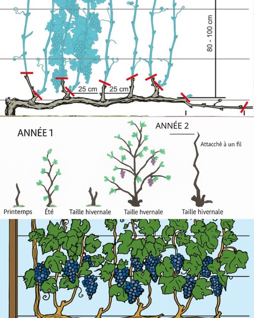 Comment et quand tailler une vigne