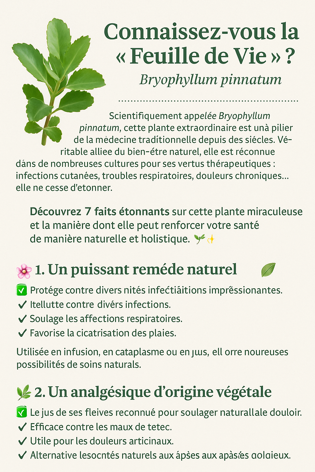 Bryophyllum pinnatum 7 faits incroyables sur la “Feuille de Vie” 3 Bryophyllum pinnatum