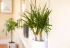 21 Plantes d’intérieur